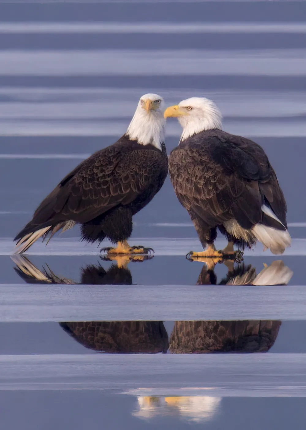 Two bald eagles facing one another on the frozen lake with reflections beneath them