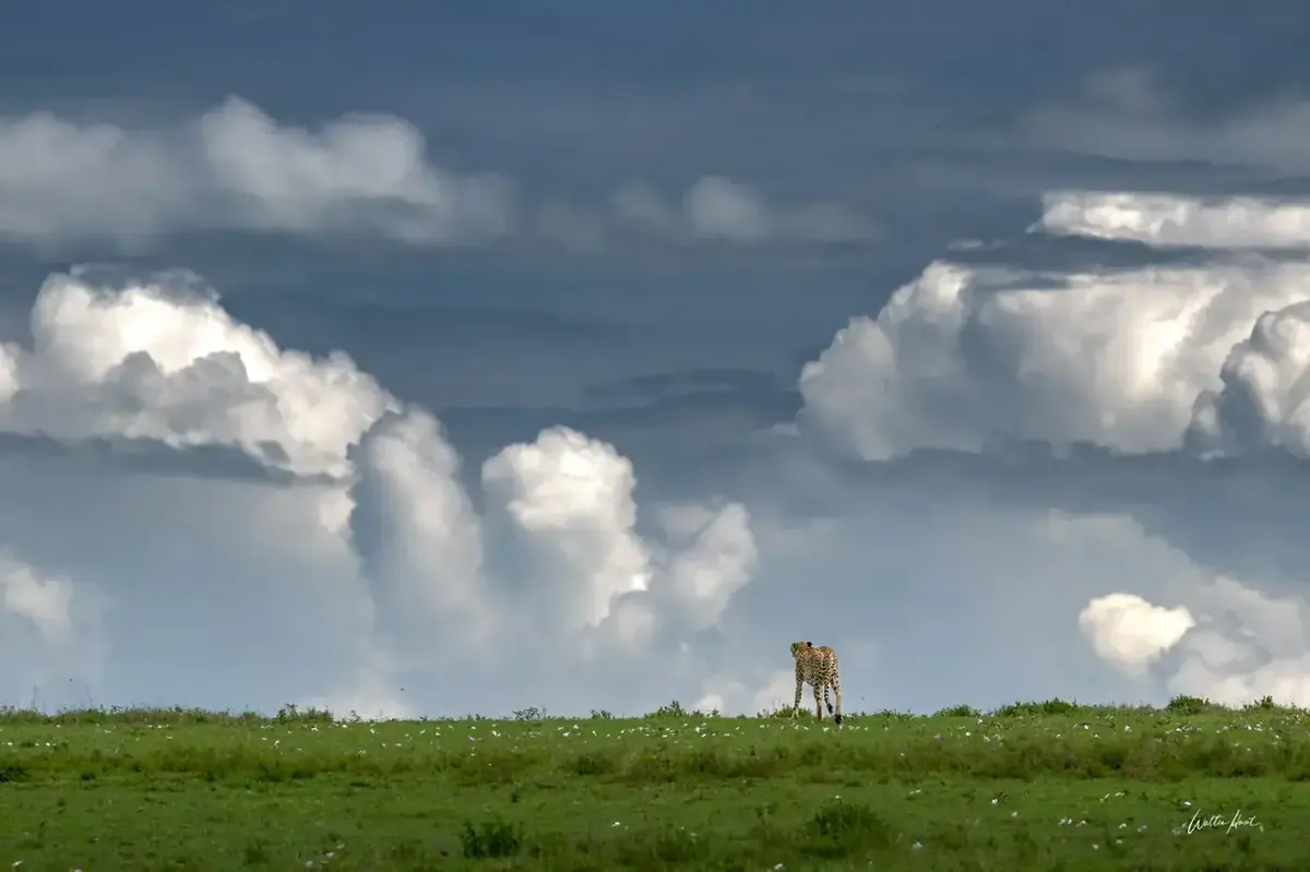 A lone cheetah walking beneath immense clouds