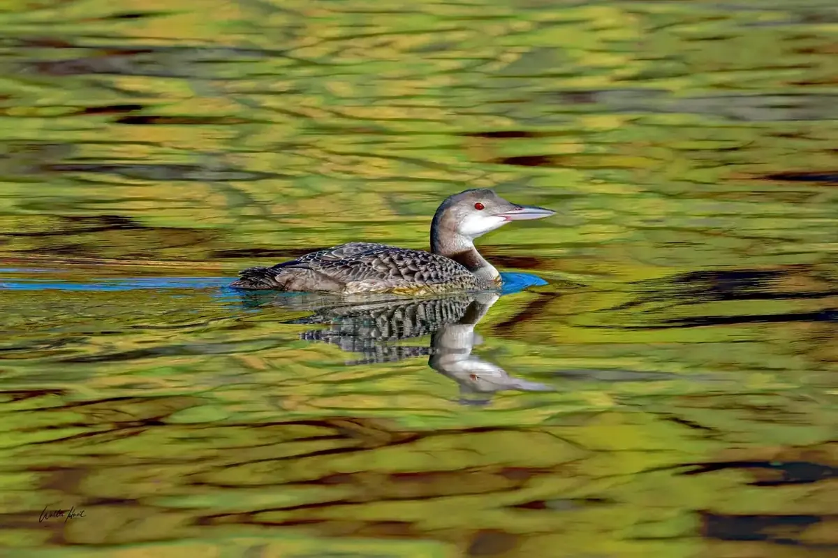 An immature common loon gliding through green and gold reflections on calm water