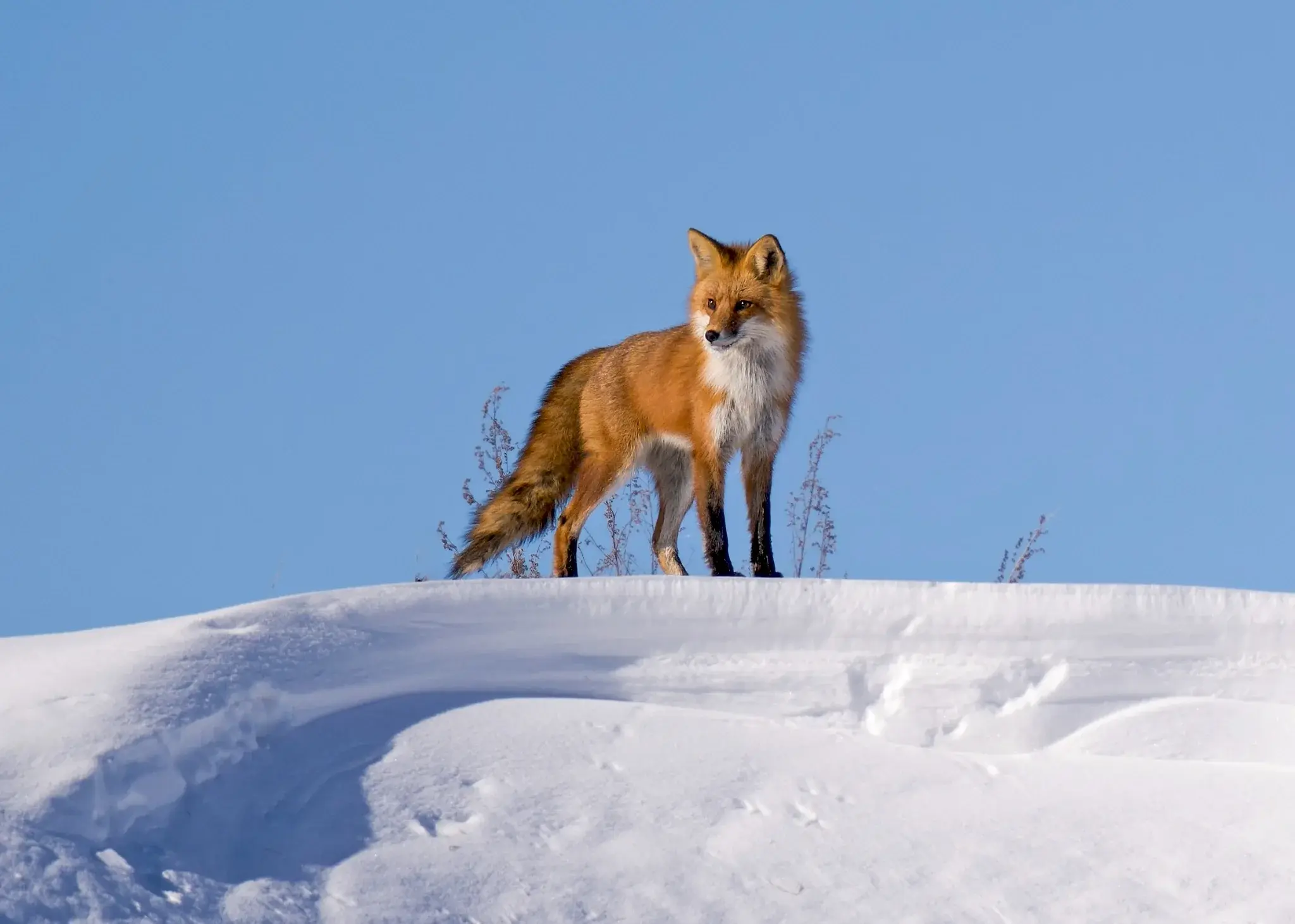 Red fox standing on a snowy ridge beneath a clear blue sky