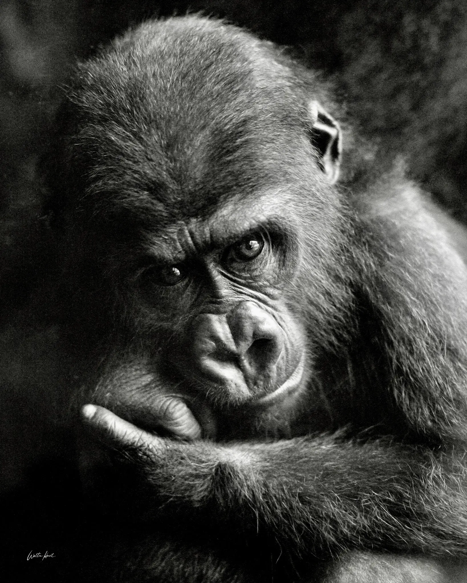 The Quiet Gaze
