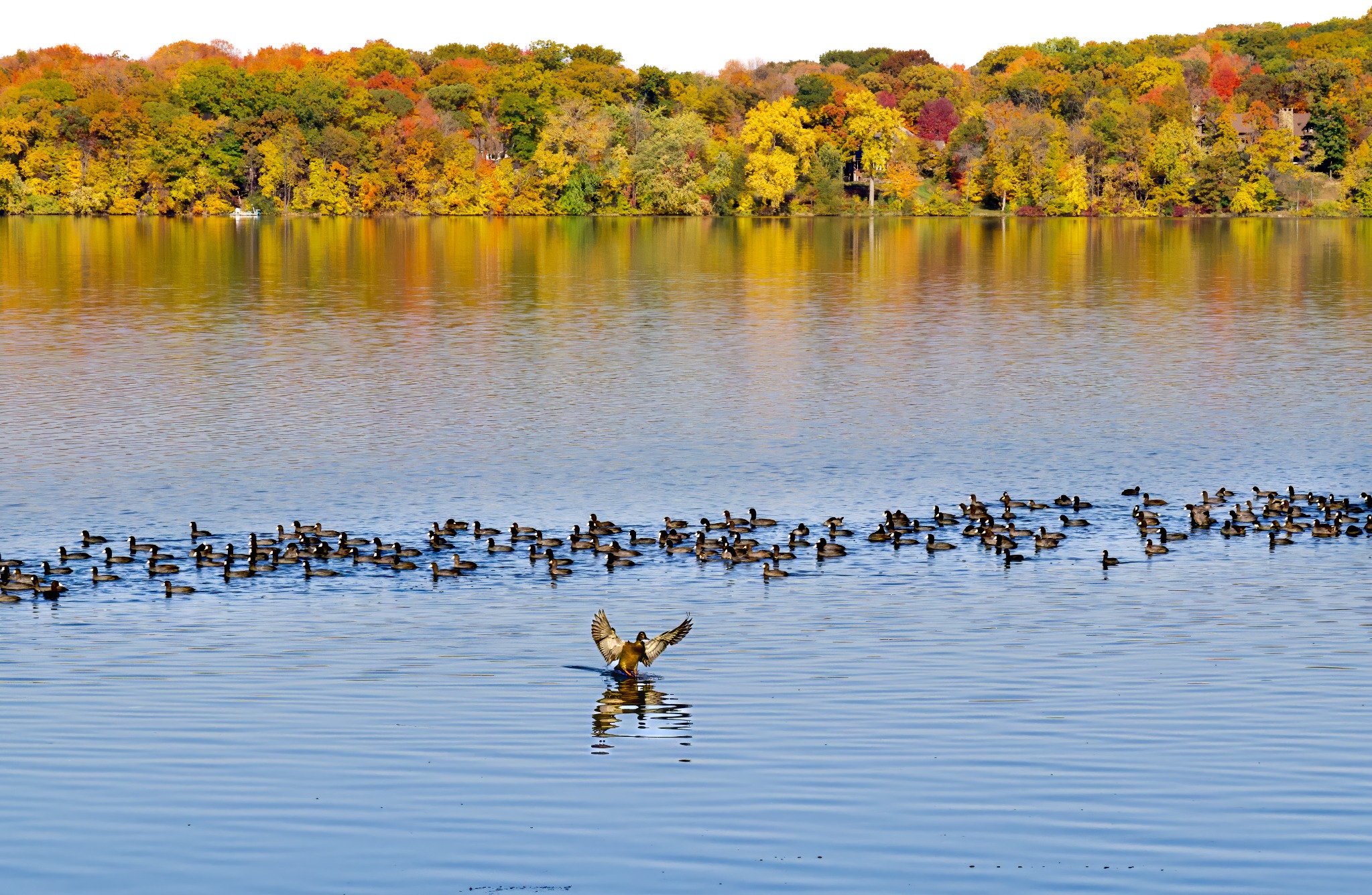 A duck descending toward Pleasant Lake above a gathering of American coots with autumn color along the shoreline