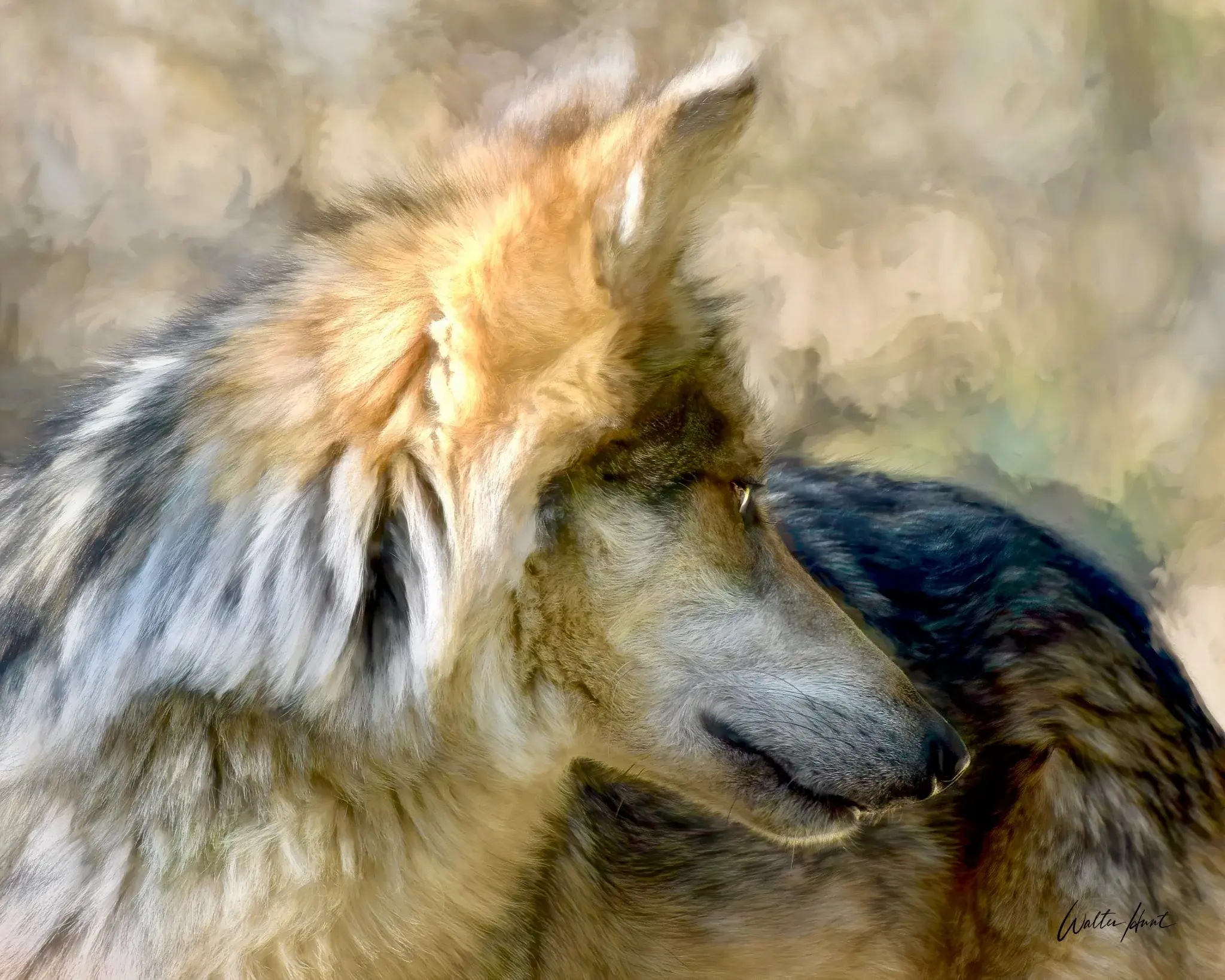 Wolf portrait